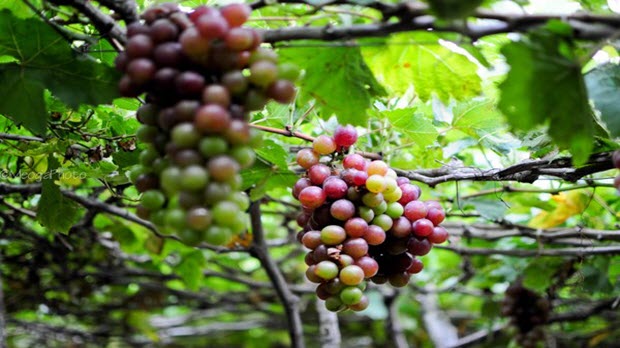 7 đặc sản ngon tuyệt đỉnh của xứ sở nho Ninh Thuận